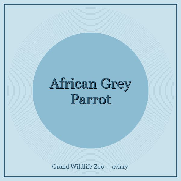 African Grey Parrot portrait