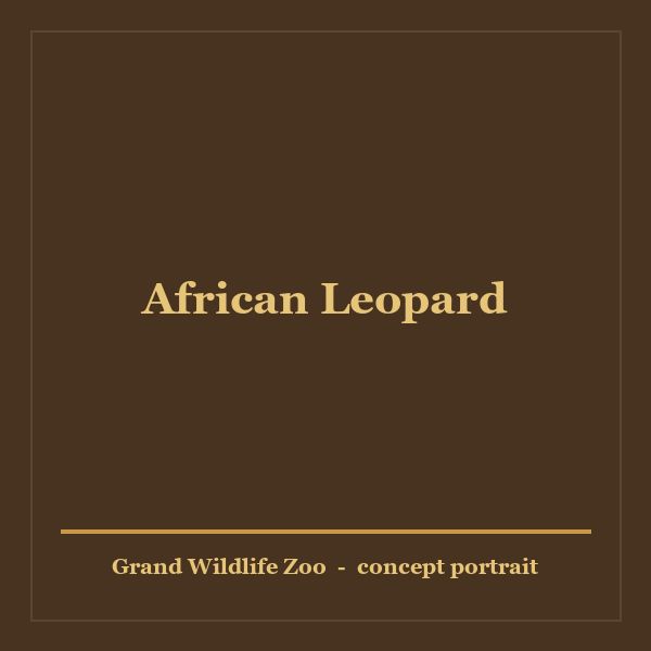 African Leopard portrait