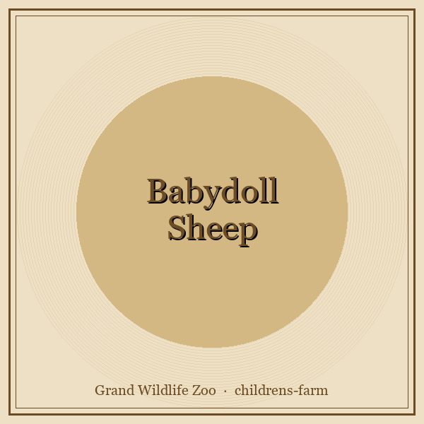 Babydoll Sheep portrait