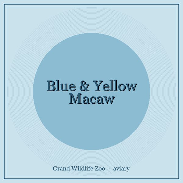Blue-and-yellow Macaw portrait