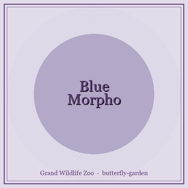 Blue Morpho portrait