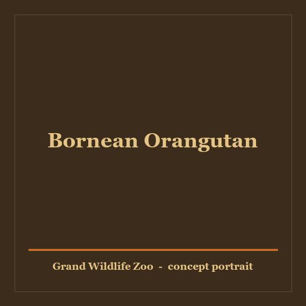 Bornean Orangutan portrait