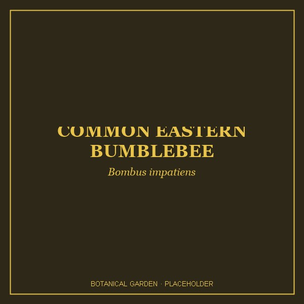 Common Eastern Bumblebee portrait