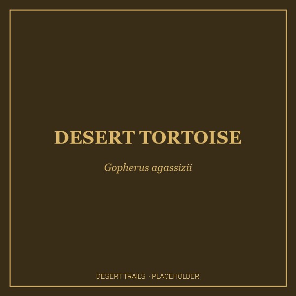 Mojave Desert Tortoise portrait