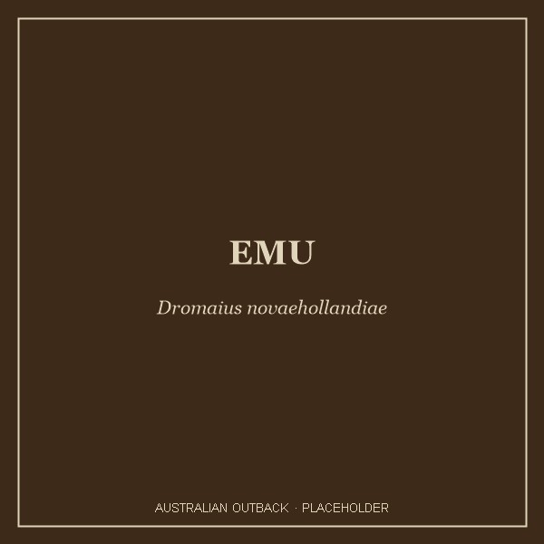 Emu portrait