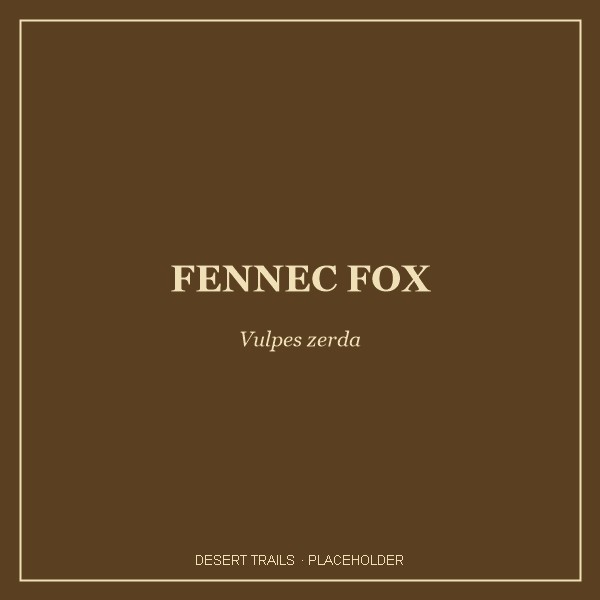 Fennec Fox portrait