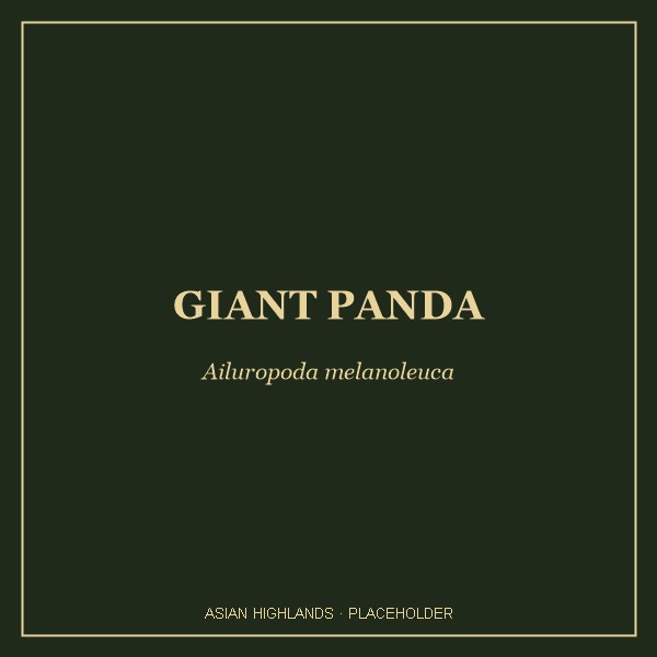 Giant Panda portrait