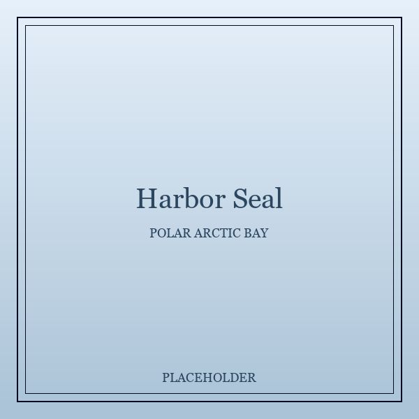 Harbor Seal portrait