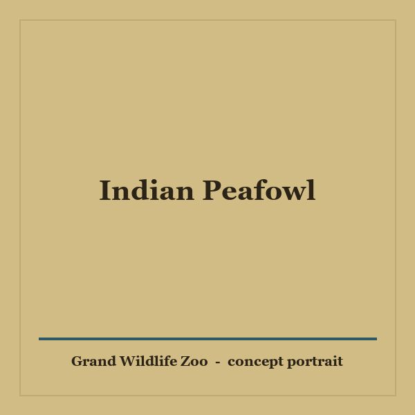 Indian Peafowl portrait