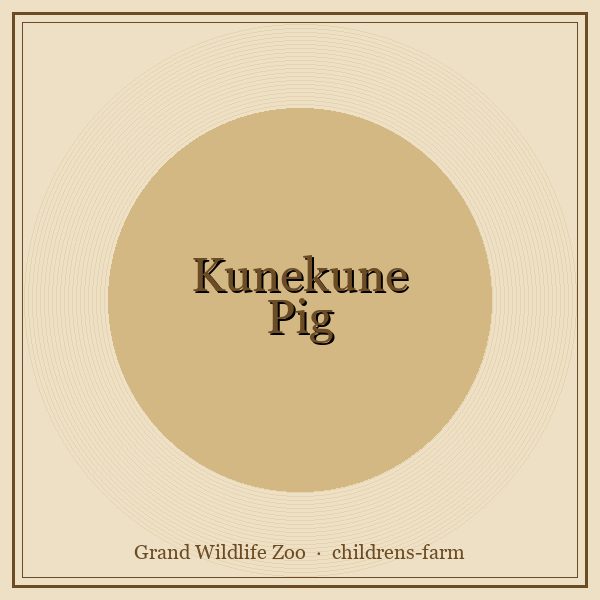 Kunekune Pig portrait