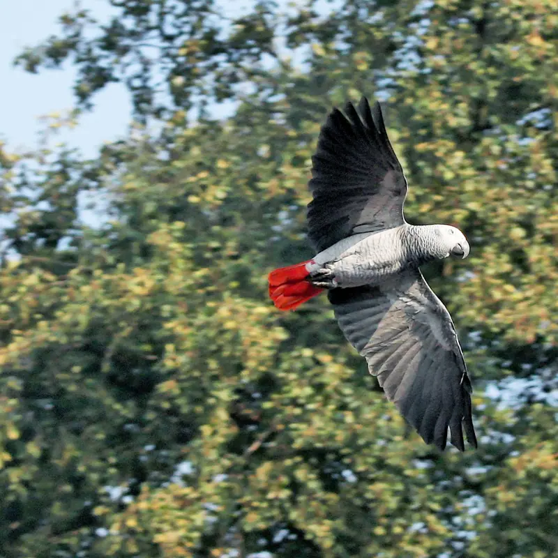 African Grey Parrot portrait