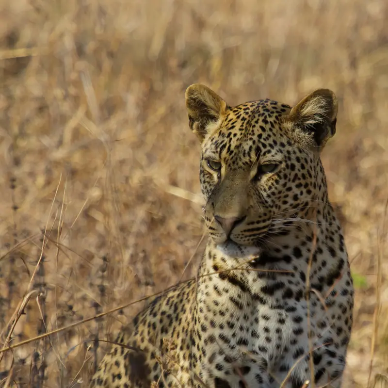African Leopard portrait