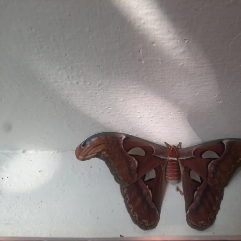 Atlas Moth portrait