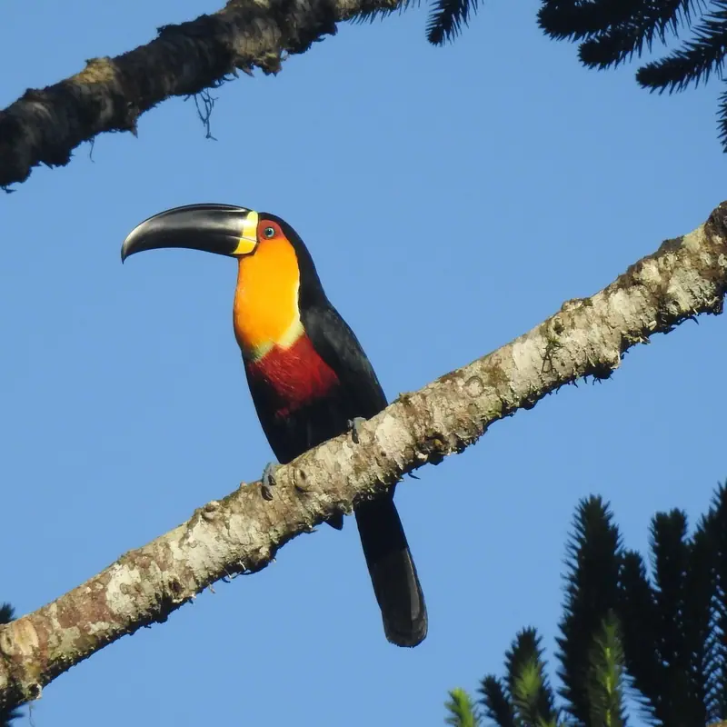 Channel-billed Toucan portrait