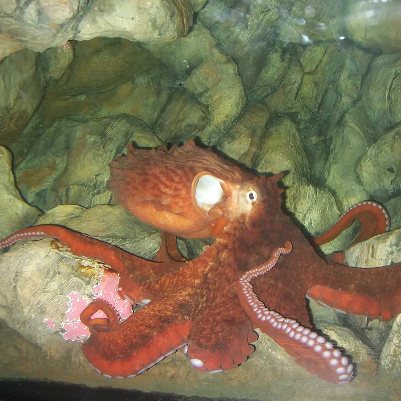 Giant Pacific Octopus portrait