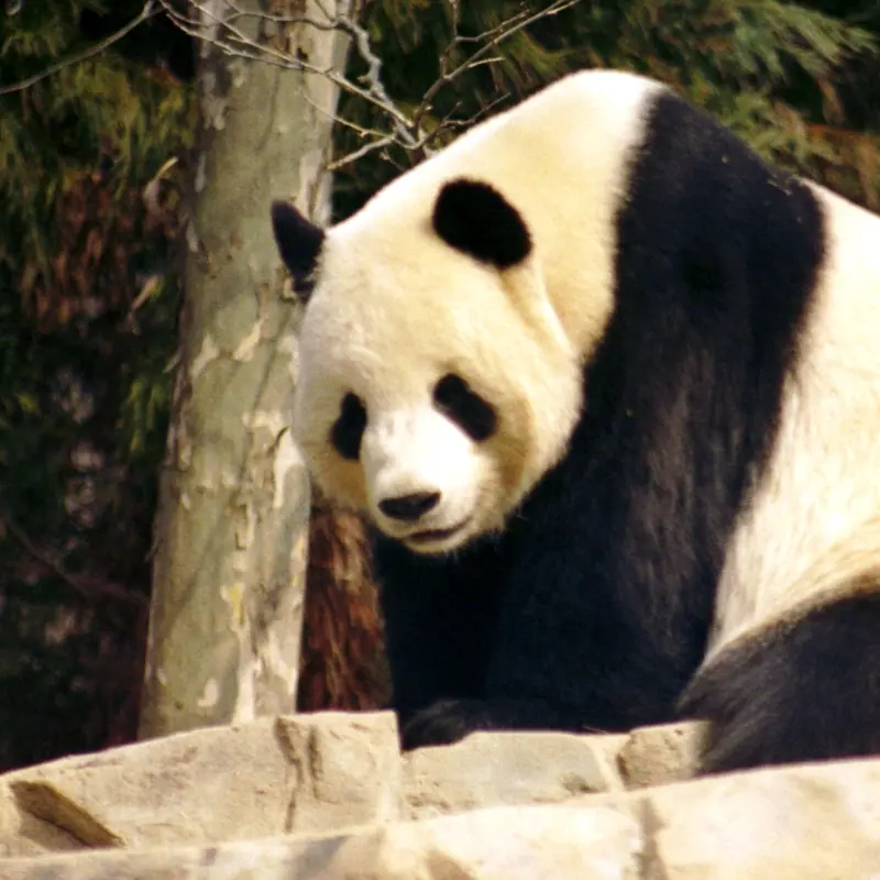 Giant Panda portrait