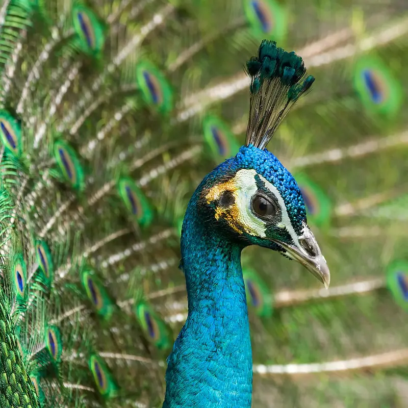 Indian Peafowl portrait