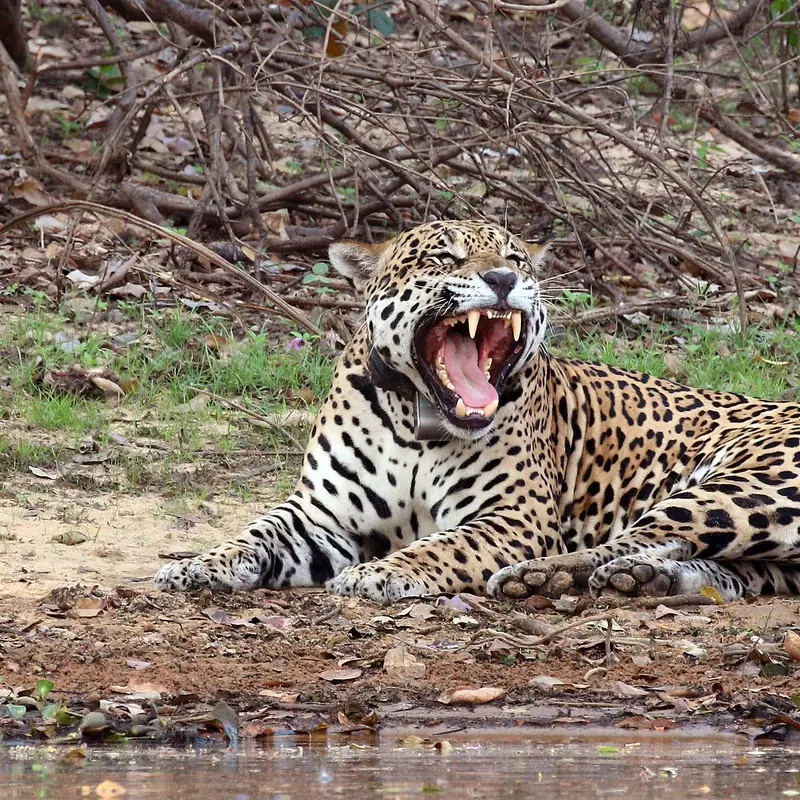 Jaguar portrait