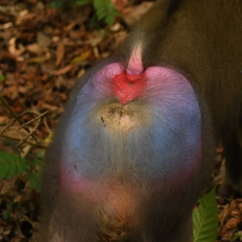 Mandrill portrait