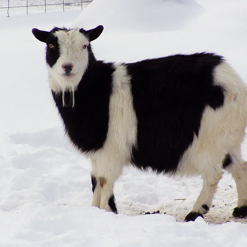 Nigerian Dwarf Goat portrait