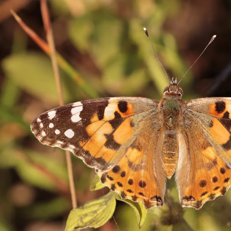 Painted Lady portrait