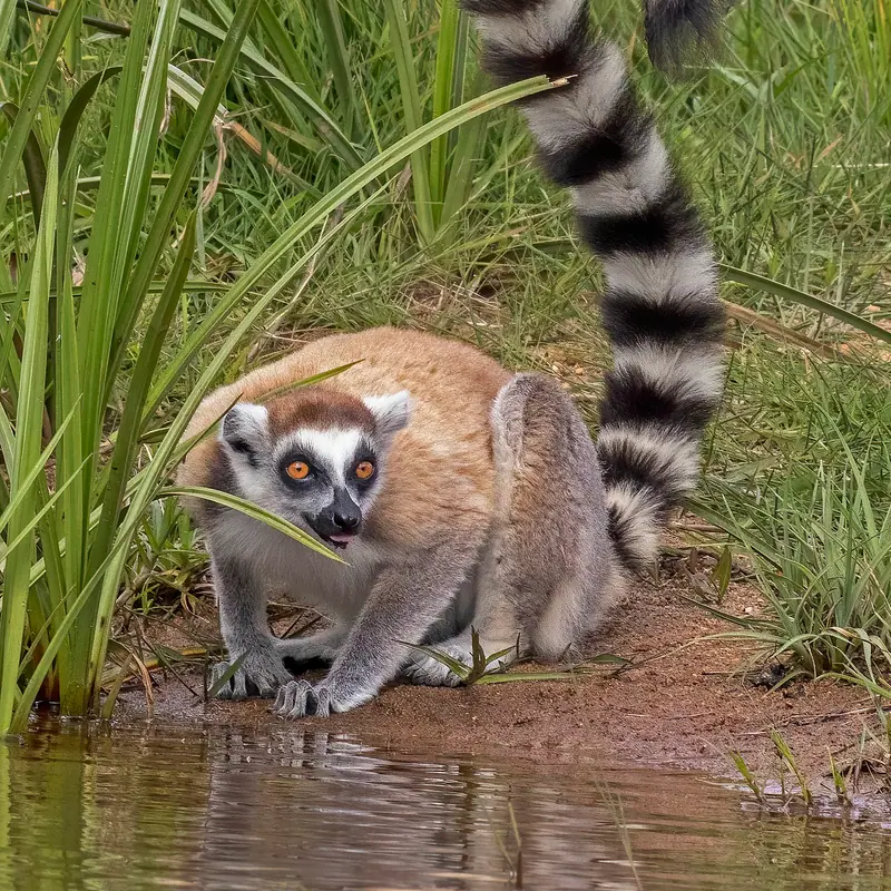 Ring-tailed Lemur portrait