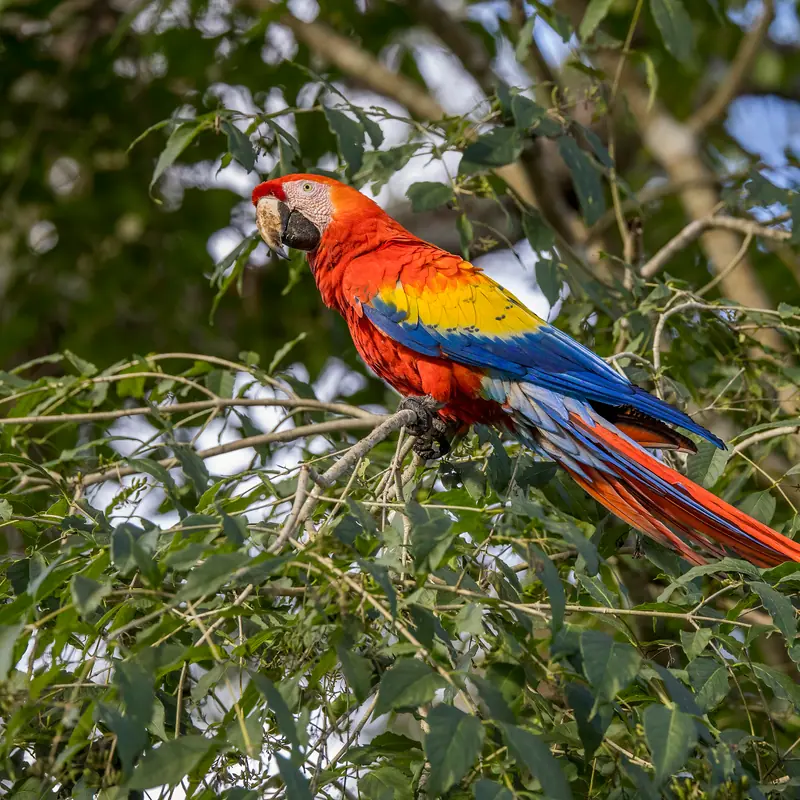 Scarlet Macaw portrait