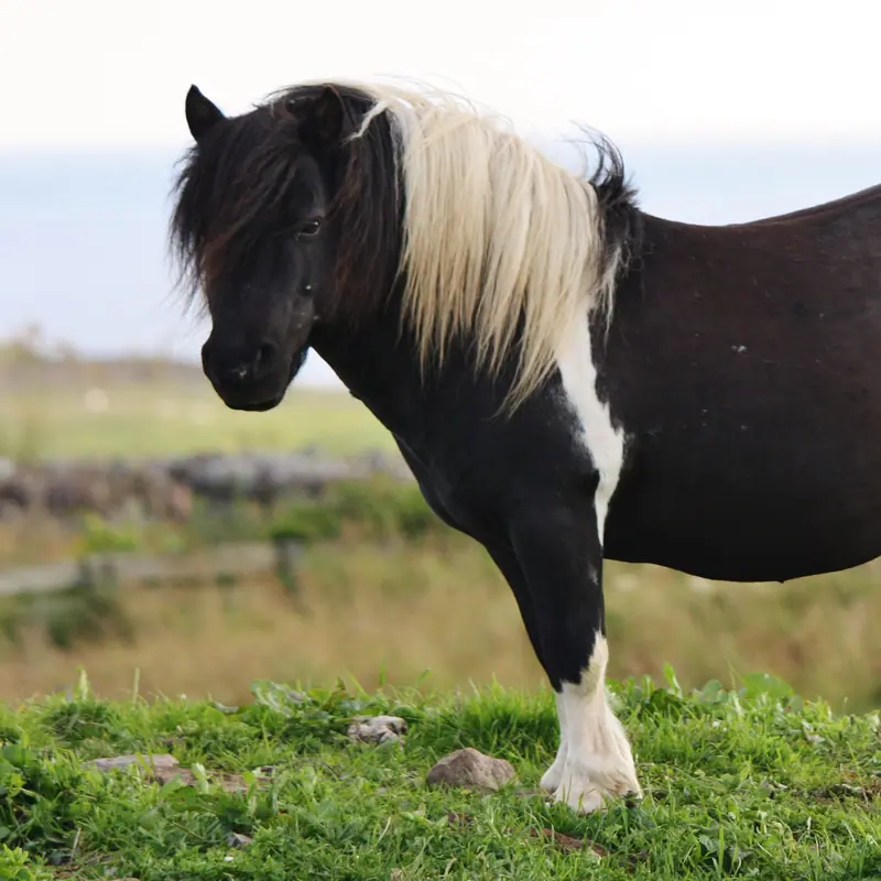 Shetland Pony portrait
