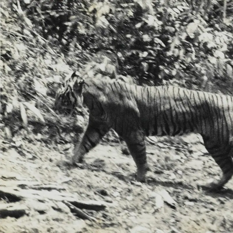 Sumatran Tiger portrait