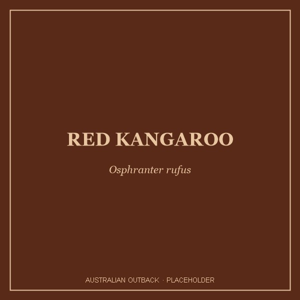 Red Kangaroo portrait
