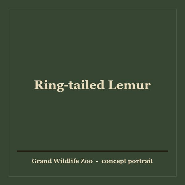 Ring-tailed Lemur portrait