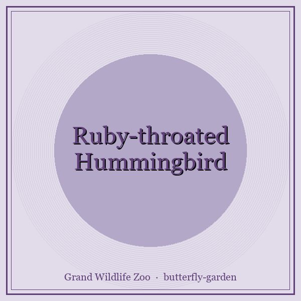 Ruby-throated Hummingbird portrait