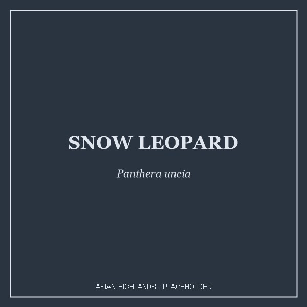 Snow Leopard portrait