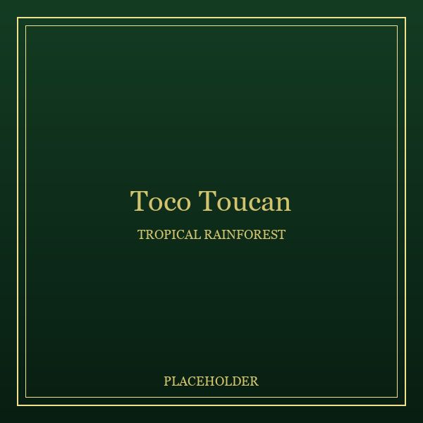 Toco Toucan portrait