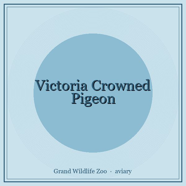 Victoria Crowned Pigeon portrait