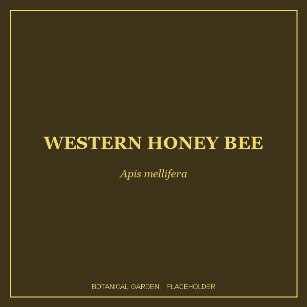 Western Honey Bee portrait